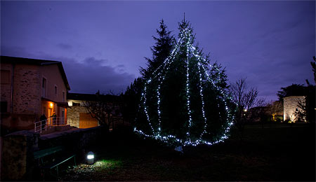 Sapin de Noël dans le parc