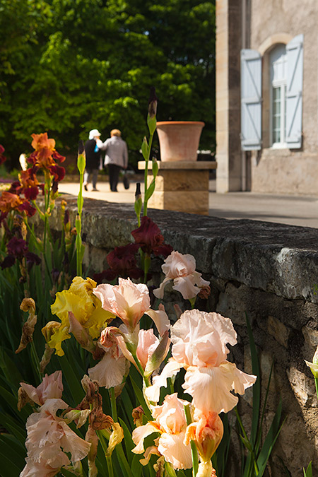 Iris du parc de l'EHPAD Sainte Claire